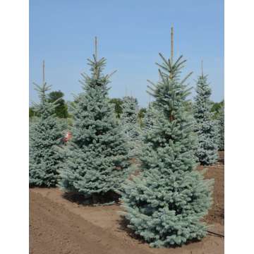 Picea pungens'Erich Frahme'